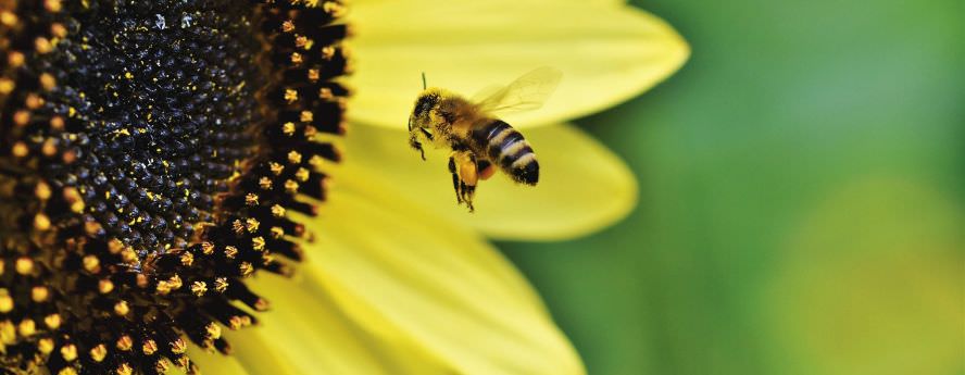 Bee Flying Over Flower Pollinating Food