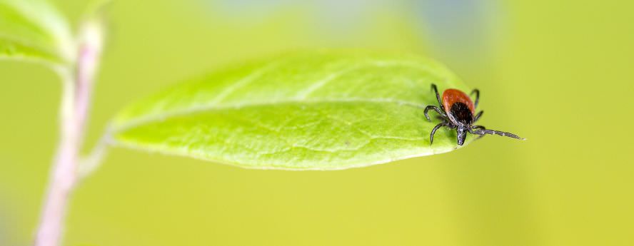 Tick Insect Sitting On Leaf Summer Lyme Disease Information